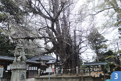 野木神社の大イチョウ