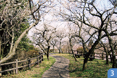川崎城跡公園